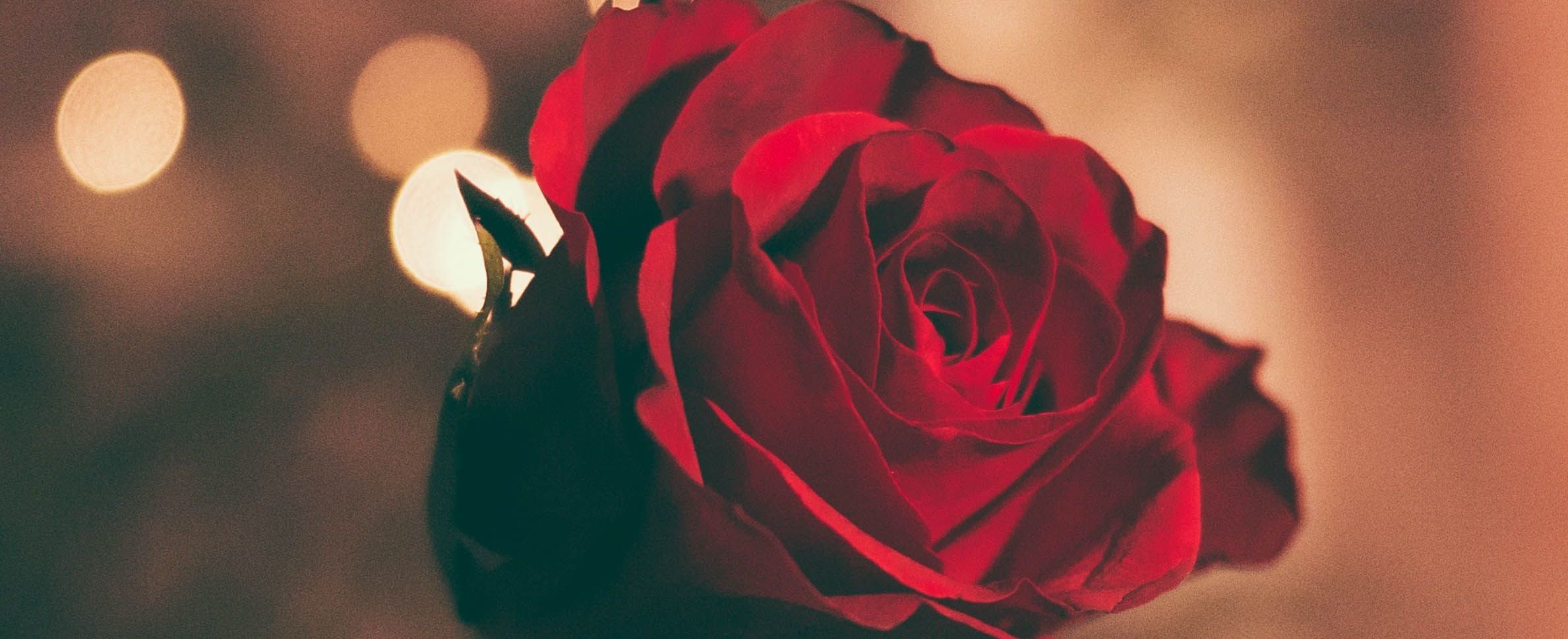 A rose